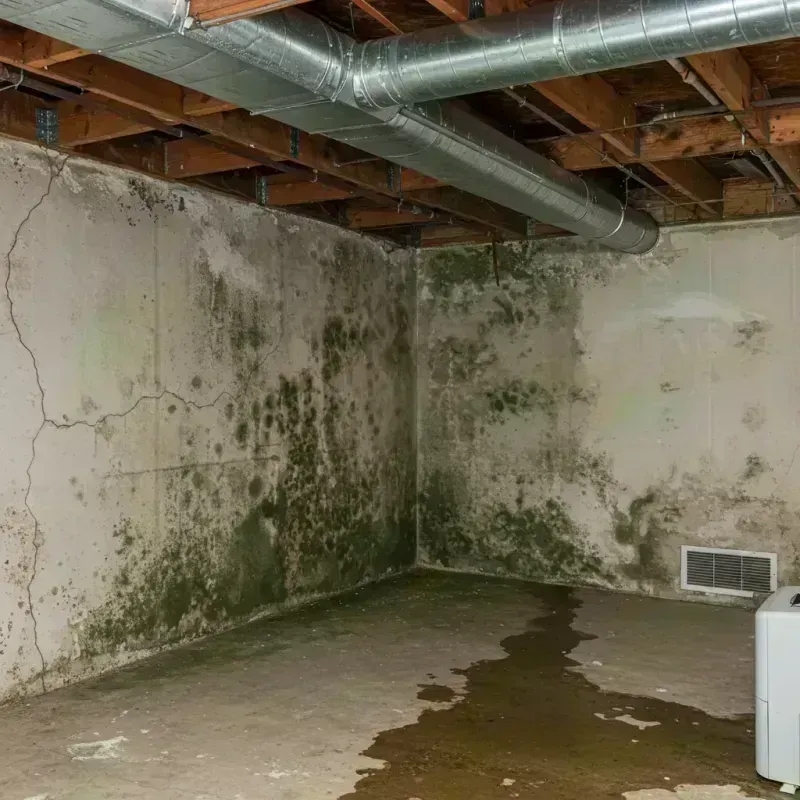 Professional Mold Removal in Wyoming, DE